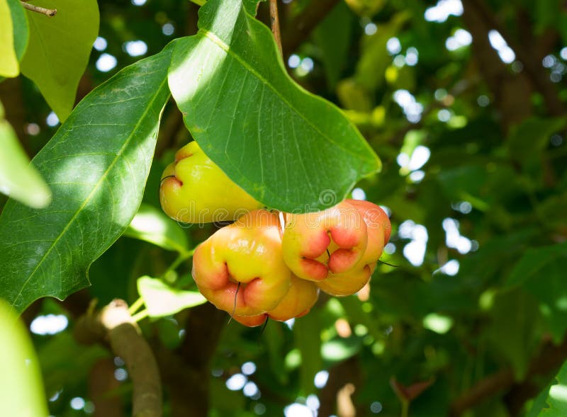 Tropical Rose Apple Fruit on Tree Stock Photo Image of sweet
