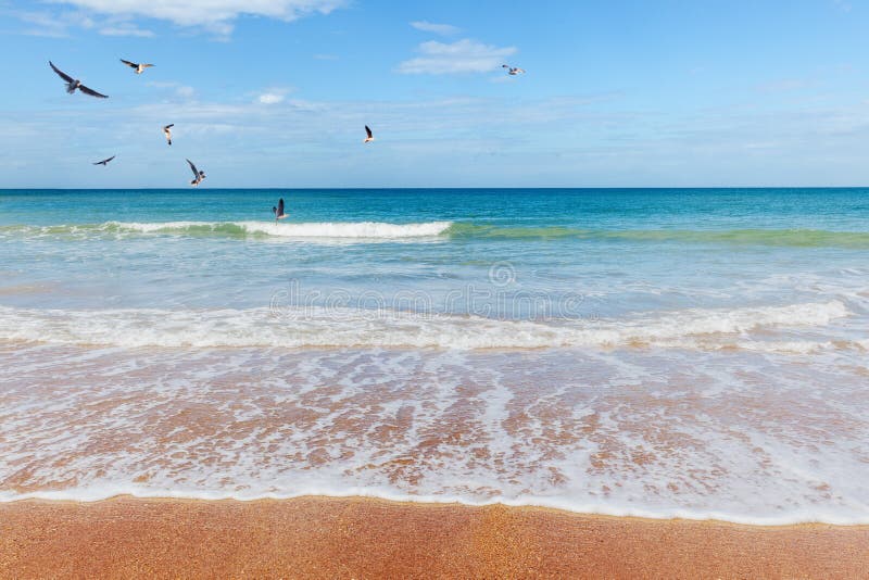 Beach Sand Dune with Grasses and Cane Stock Photo Image of resort