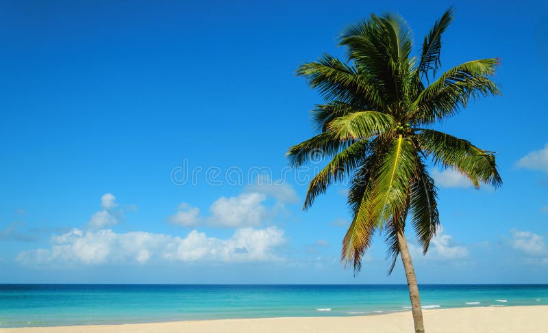 Tropical sandy beach with exotic palm tree, against blue sky and azure water