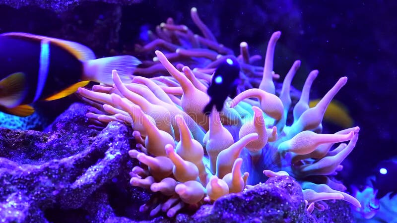 Tropical, sea coral and fish in aquarium in neon light, reef and swaying by colourful rocks in environment. Marine life