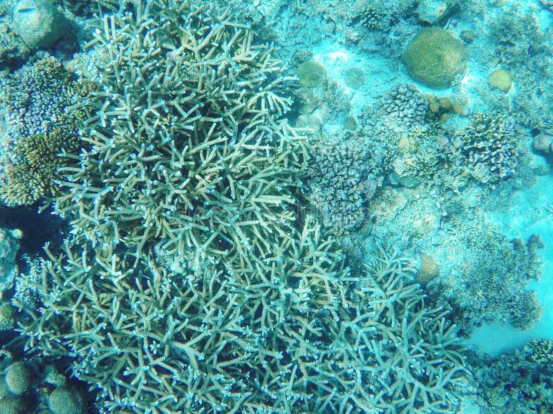 Tropical sea coral reef landscape with sharp coral. Coral reef underwater photo. Tropical sea shore snorkeling or diving stock photos Tropical sea coral reef landscape with sharp coral. Coral reef underwater photo. Tropical sea shore snorkeling or diving stock photos