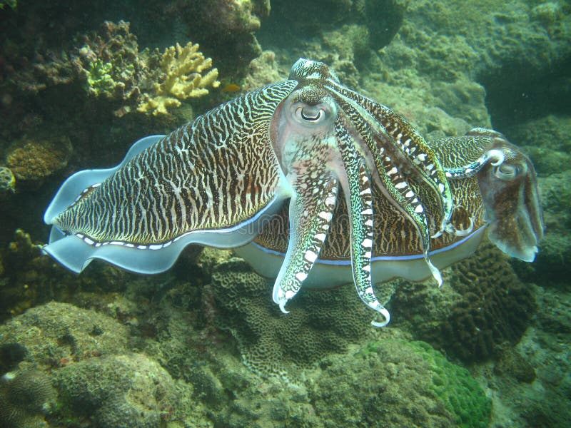 Tropical Sea Life royalty free stock photos