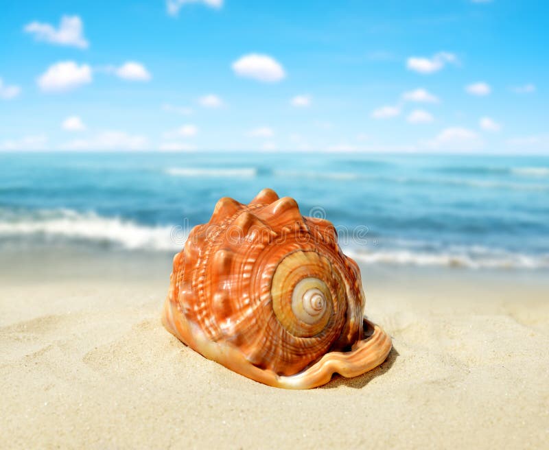 Tropical sea shell stock image. Image of paradise, blue 75901979
