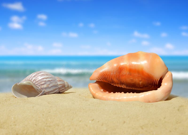 Tropical sea shells stock image. Image of clams, hobby 22540089