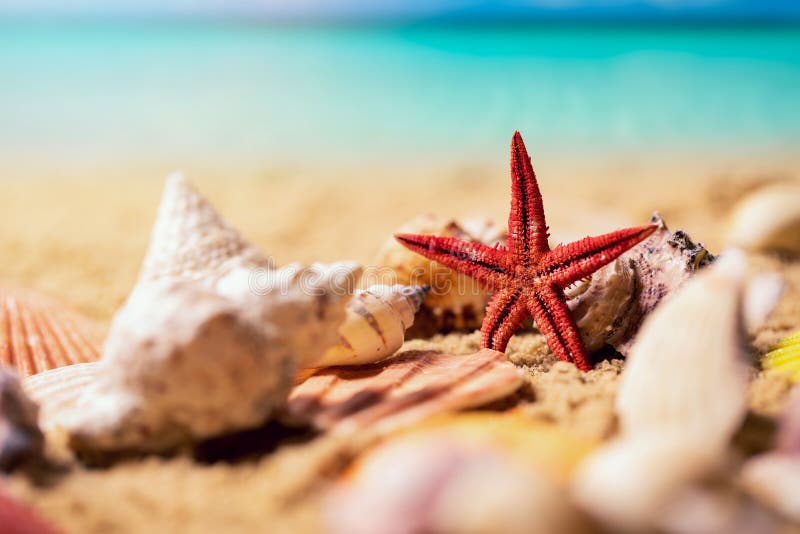 Tropical Seashells and Starfish on Sunny Exotic Beach Sand and Ocean in  Background Stock Image - Image of beach, seashell: 164433743
