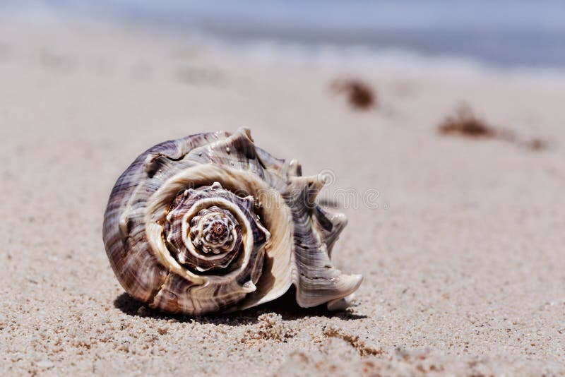 Spiral Shell on a Tropical Sandy Beach with Sunrise Over Ocean a Stock  Image - Image of tropical, vacation: 102666997