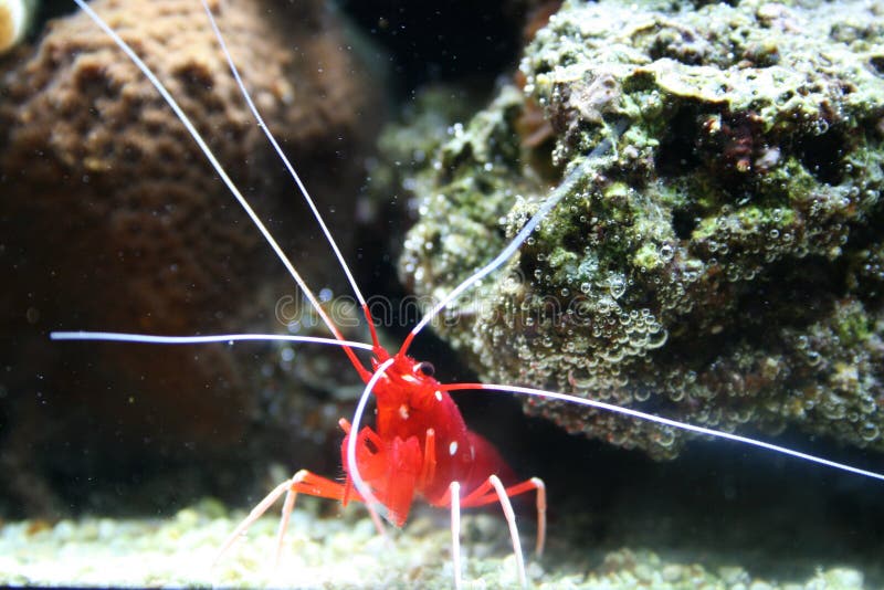 Tropical shrimp