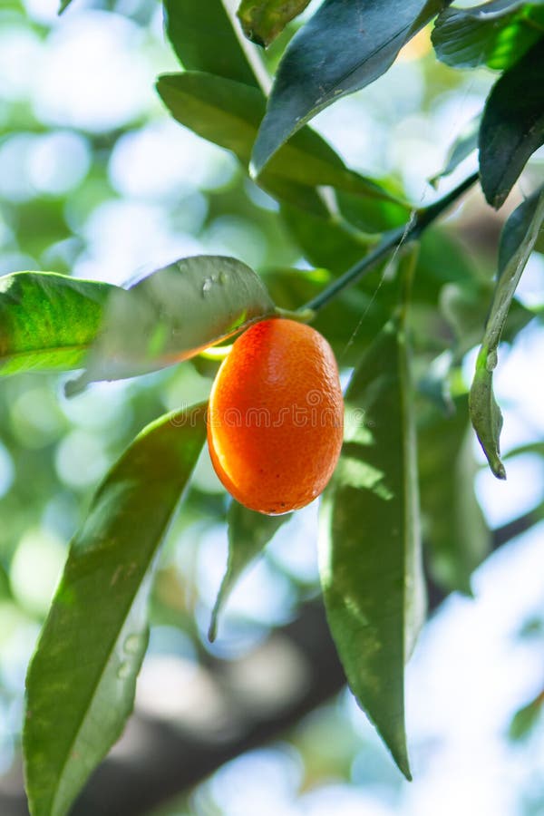 Tropical small ripe orange citrus fruits kumquats on tree, close