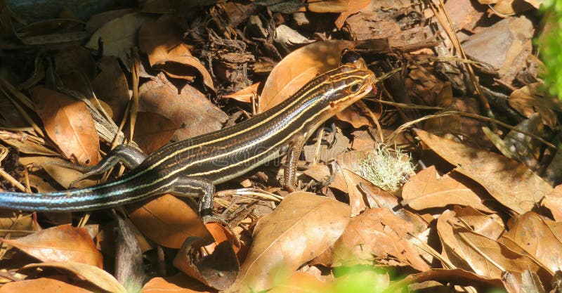 Tropical striped lizard on leafs in Florida wild. Tropical striped lizard on leafs in Florida wild