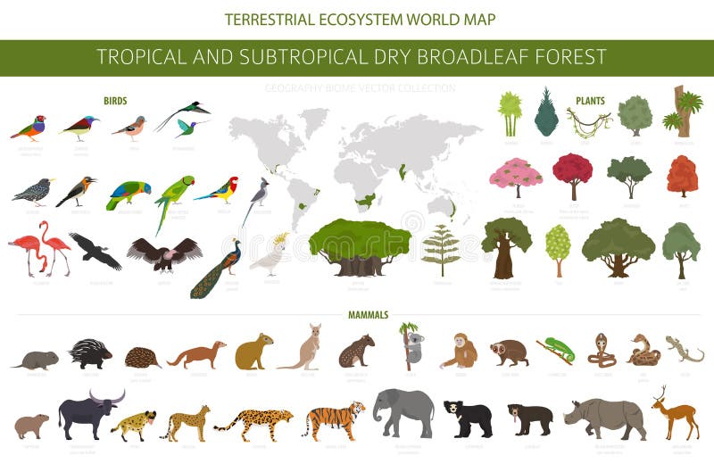 Tropical and Subtropical Dry Broadleaf Forest Biome, Natural Region Infographic. Seasonal Forests Stock Vector - Illustration of albizia, amazonia: 203810970 Tropical and Subtropical Dry Broadleaf Forest Biome, Natural Region Infographic. Seasonal Forests Stock Vector - Illustration of albizia, amazonia: 203810970