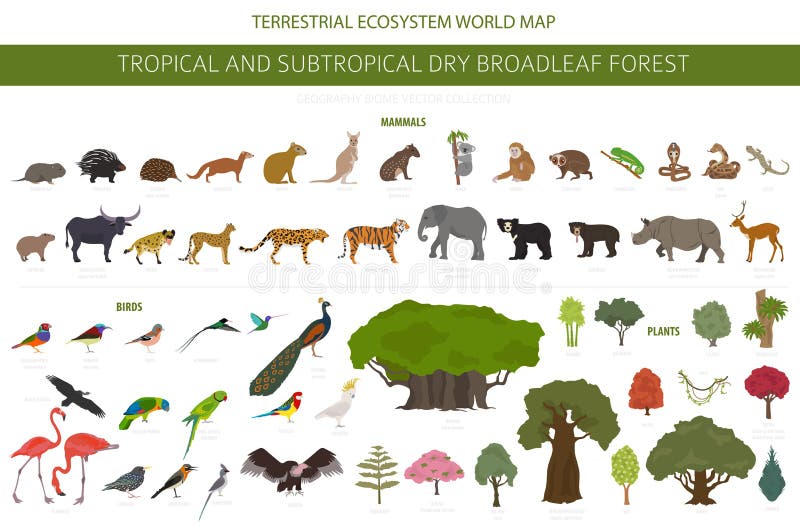 Tropical and Subtropical Dry Broadleaf Forest Biome, Natural Region Infographic. Seasonal Forests Stock Vector - Illustration of bengal, area: 203810978 Tropical and Subtropical Dry Broadleaf Forest Biome, Natural Region Infographic. Seasonal Forests Stock Vector - Illustration of bengal, area: 203810978