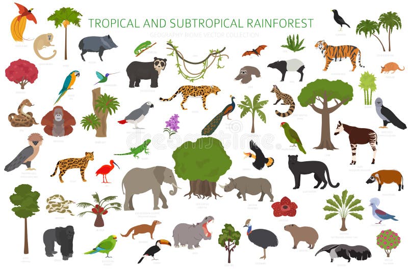 Tropical and subtropical rainforest biome, natural region infographic. Amazonian, African, asian, australian rainforests. Animals