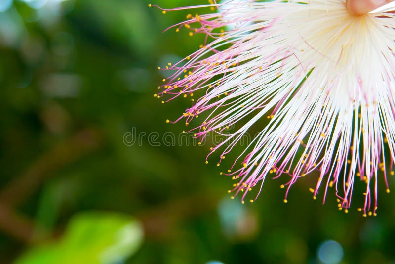 Tropical summer background with Barringtonia flower at green blur background. Tropical summer background with Barringtonia flower at the green blur background stock images Tropical summer background with Barringtonia flower at green blur background. Tropical summer background with Barringtonia flower at the green blur background stock images