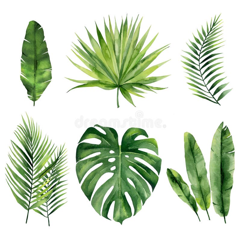 Tropical Watercolour Plant Stock Illustrations – 19,147 Tropical ...