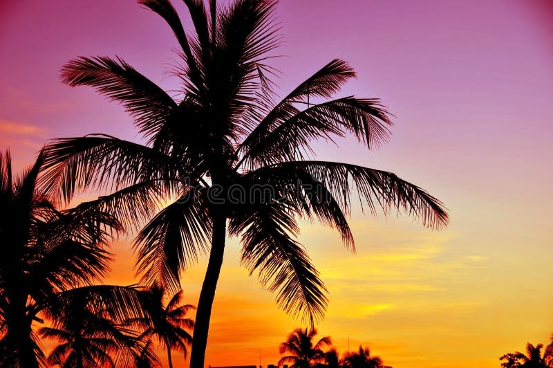 461,554 Tropical Sunset Stock Photos - Free & Royalty-Free Stock Photos  from Dreamstime