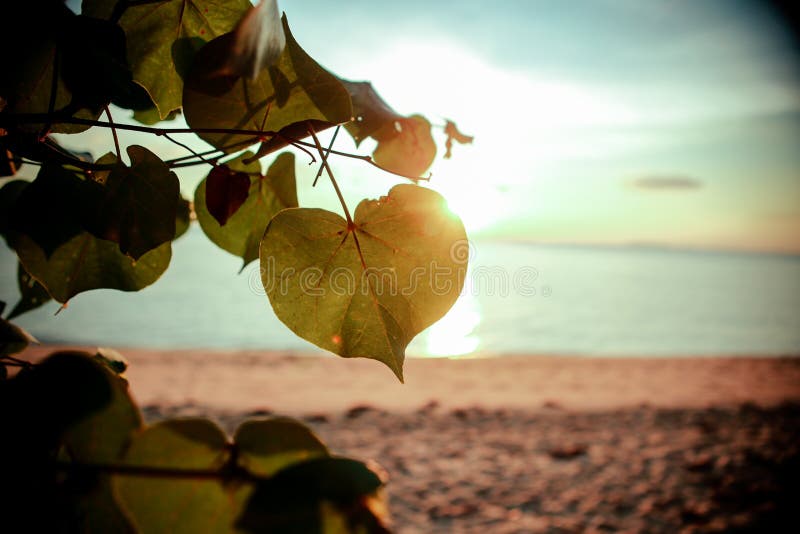 Tropical sunset beach. Beautiful background stock image Tropical sunset beach. Beautiful background stock image