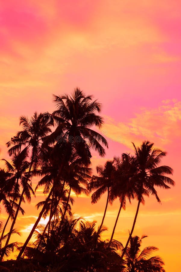 Tropical Sunset Coconut Palm Trees Stock Image Image Of Night Palm