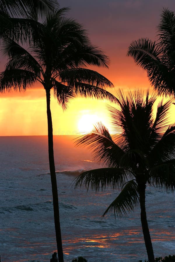 Palme e il Tramonto sull'Isola di Oahu a Waikiki, Hawaii.