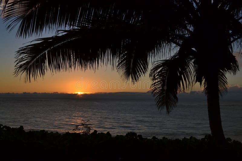 Tropical Sunset on Ocean Palm Tree