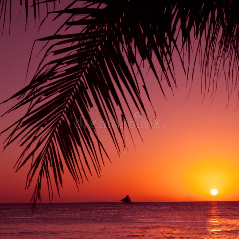 Tropical sunset. Sea, palm and sun.