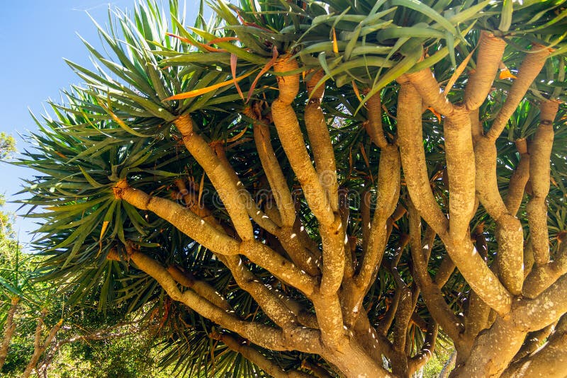 Tropical Garden California Stock Image Image Of Gardens