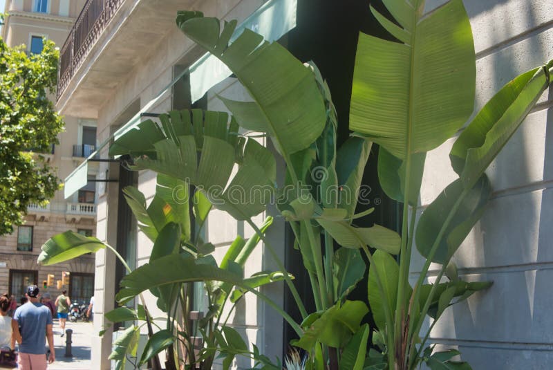 Tropical Tree - Ficus Elastica Editorial Stock Image - Image of green,  minh: 85543119