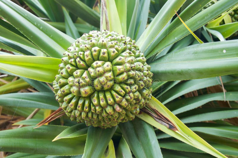 Tropical Tree Fruit stock image. Image of park, king - 76445369