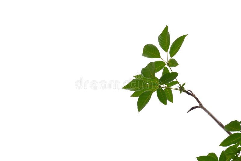 Tropical tree leaves with branches on white isolated background for green foliage backdrop royalty free stock photo Tropical tree leaves with branches on white isolated background for green foliage backdrop royalty free stock photo