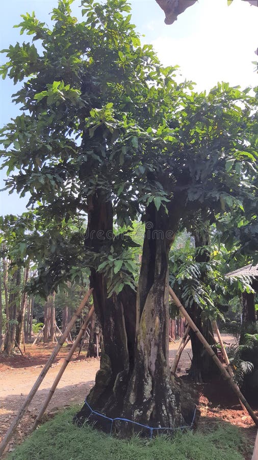 stock photo. Image of jakarta, plant, tropical, landscape 133871020