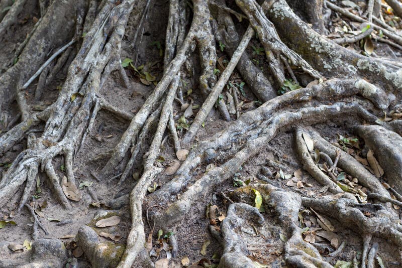 Tropical tree trunk with aerial roots. Tree texture photo. Natural wooden ornament. Messy wooden roots closeup. stock photo Tropical tree trunk with aerial roots. Tree texture photo. Natural wooden ornament. Messy wooden roots closeup. stock photo