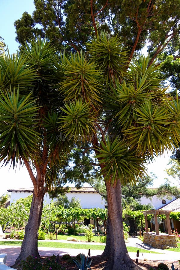 Tropical Trees California Stock Photo Image of california, flora 71461110