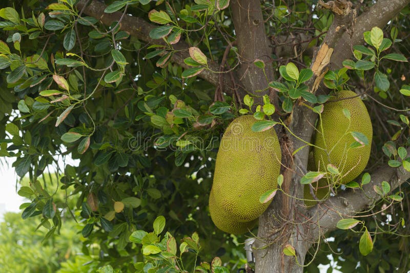 Tropical Trees with Fruits. the Trees Growing in Tropics Stock Photo