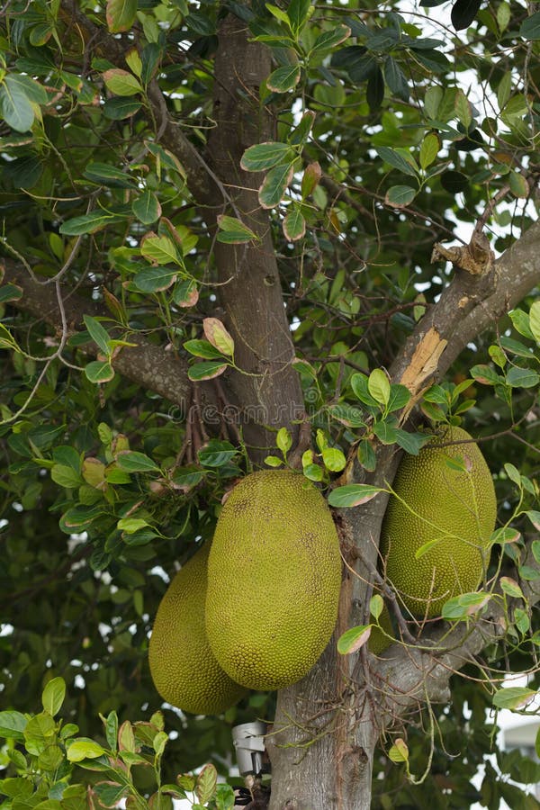 Tropical Trees with Fruits. the Trees Growing in Tropics Stock Image