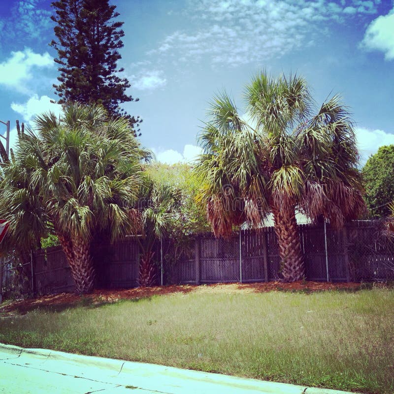 Tropical trees stock photo. Image of trees, heat, florida 53279624