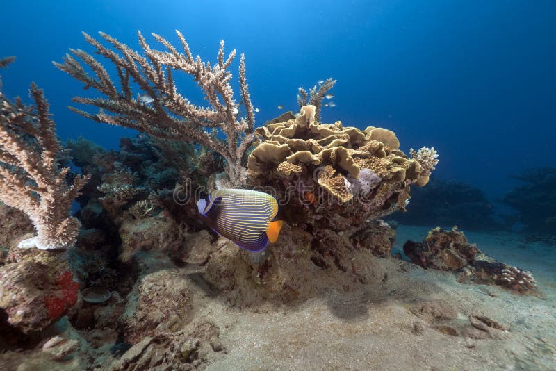 Tropical underwater life in the Red Sea.