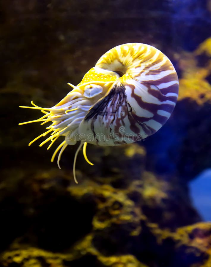 Tropical underwater life in a sea aquarium