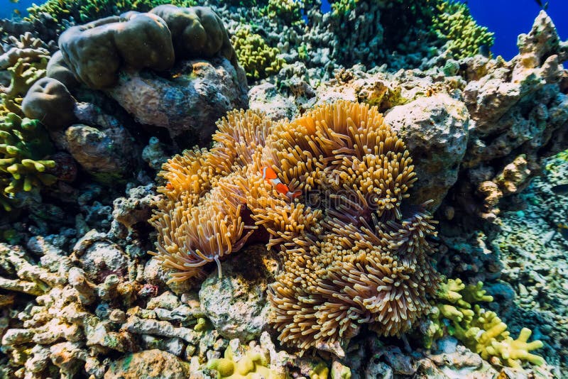 Tropical underwater world with coral reef and fish. Fish clown in anemones. royalty free stock photos Tropical underwater world with coral reef and fish. Fish clown in anemones. royalty free stock photos
