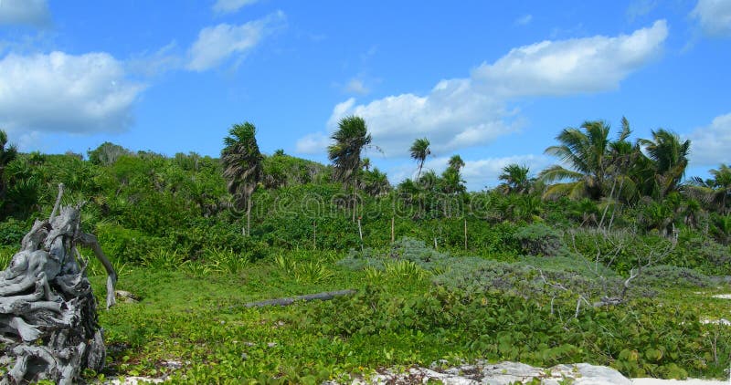 Caraibico tropicale vegetazione, Palma alberi un esuberante verde foglie sul centro,, Messico.