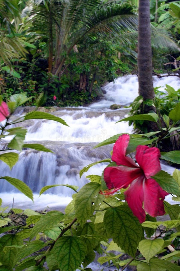 Tropical waterfall royalty free stock photos Tropical waterfall royalty free stock photos