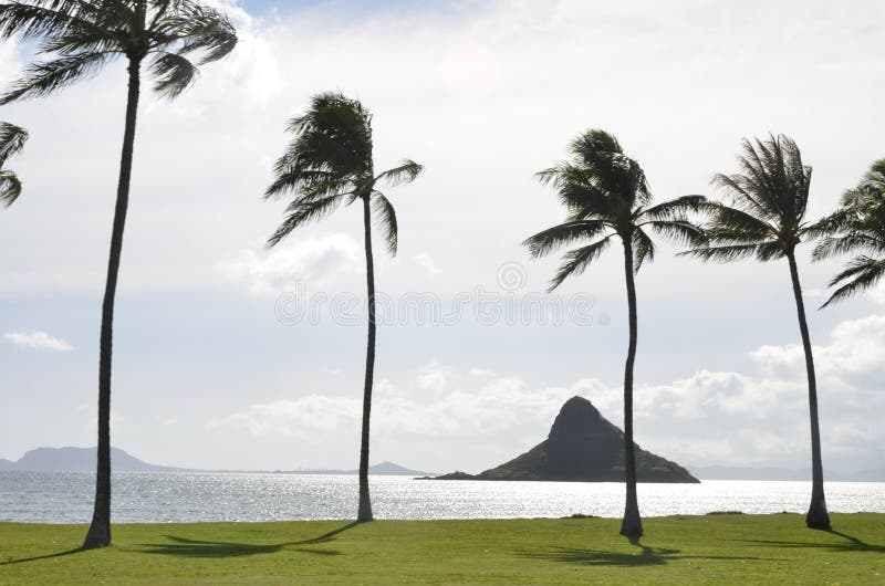 Tropical waterfront recreation area