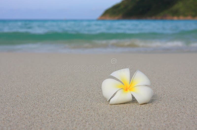 Tropical White Frangipani on beach