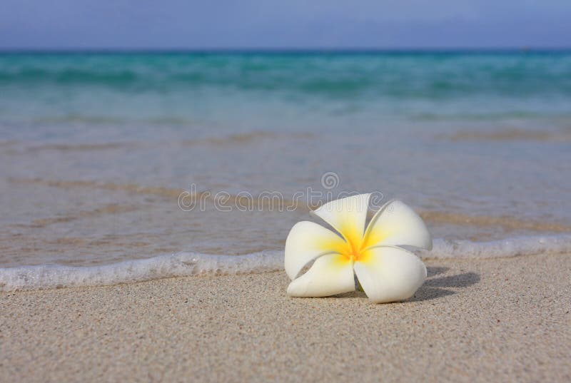Tropical White Frangipani on Beach Stock Photo Image of flower, peace