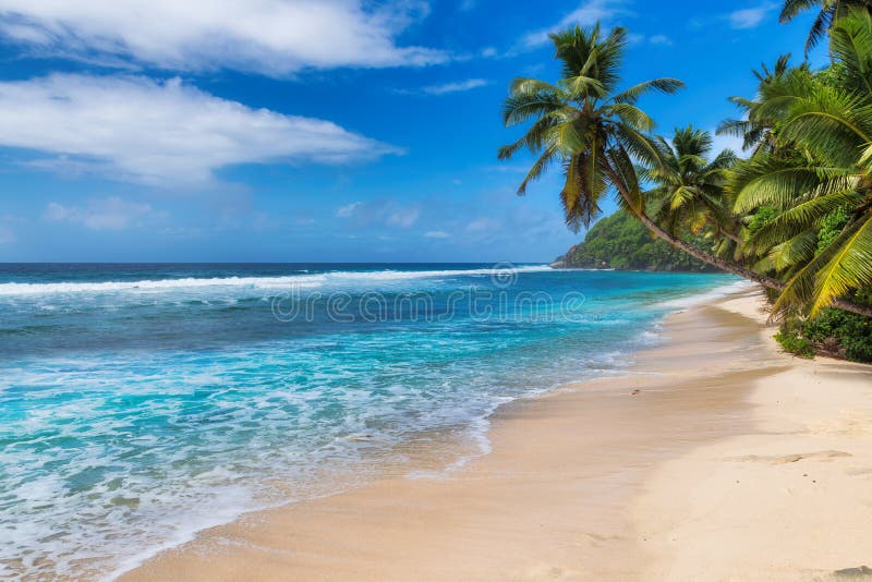 Tropical white sand beach with coco palms and the turquoise sea on Caribbean island. royalty free stock photo Tropical white sand beach with coco palms and the turquoise sea on Caribbean island. royalty free stock photo