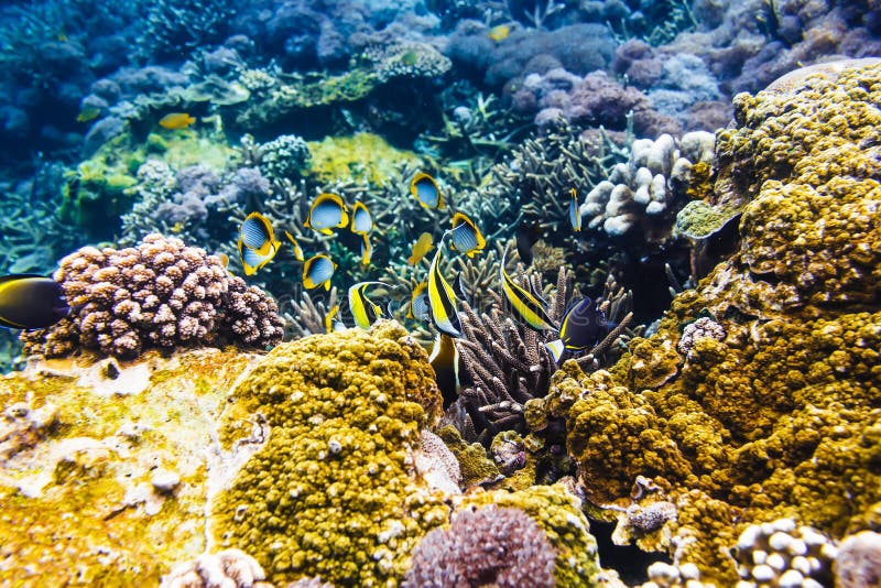 Tropical Yellow Fish and Corals on Reef in Indian Ocean. Stock Photo ...