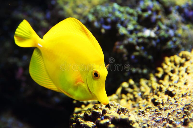 Tropical yellow tang aquarium fish
