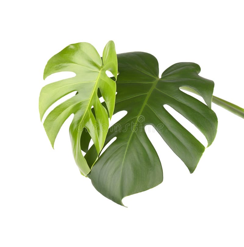 Tropikalna dżungla Monstera opuszcza odosobnionego, Szwajcarskiego sera rośliny, odizolowywającej na białym tle zdjęcie stock Tropikalna dżungla Monstera opuszcza odosobnionego, Szwajcarskiego sera rośliny, odizolowywającej na białym tle zdjęcie stock