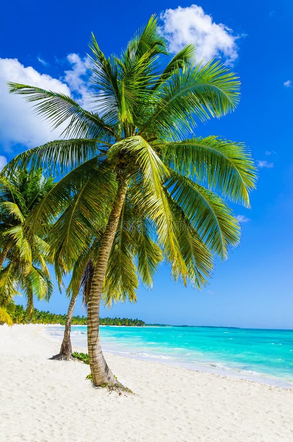 Tropikalna piaskowata plaża z drzewkiem palmowym