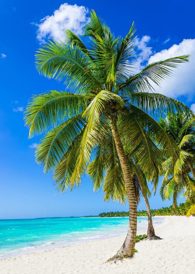 Tropikalna piaskowata plaża z egzotycznymi drzewkami palmowymi