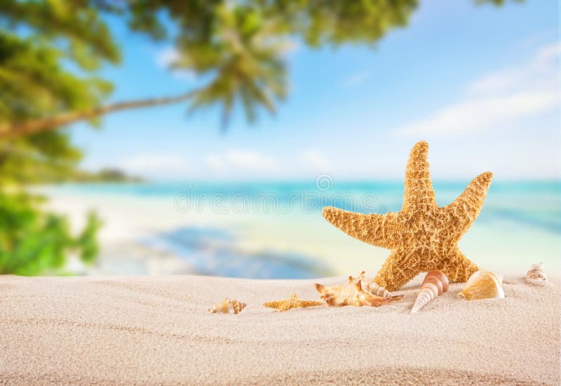 Tropikalna plaża z denną gwiazdą na piasku, wakacje letni tło obraz royalty free Tropikalna plaża z denną gwiazdą na piasku, wakacje letni tło obraz royalty free