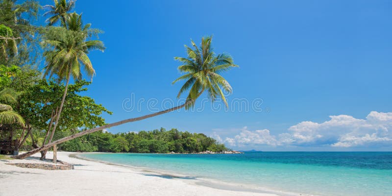 Tropikalna plażowa panorama z opartym drzewkiem palmowym, Bintan wyspa blisko Singapur Indonezja